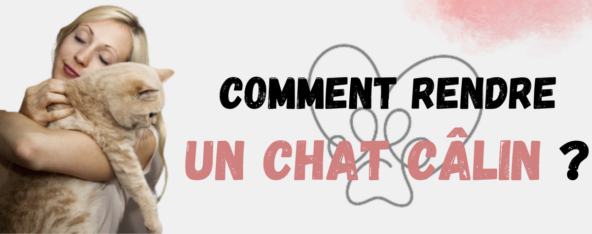 Comment rendre un Chat câlin ? | Monde Chat
