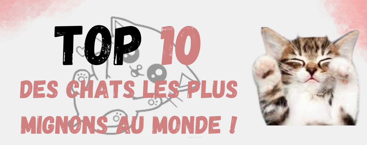 Top 10 des Chats les plus Mignons au Monde ! | Monde Chat