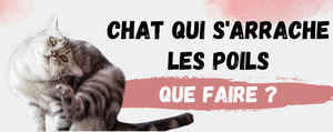 Chat qui s'arrache les poils, que faire ?