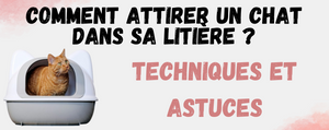 Comment attirer un chat dans sa litière