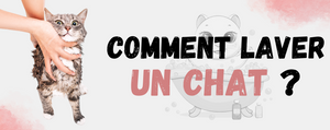 Comment laver un chat ?