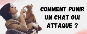 Comment punir un chat qui attaque