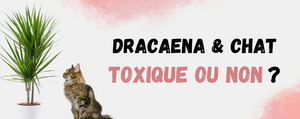 Dracaena Chat