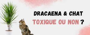 Est-ce que le Dracaena est toxique pour les Chats