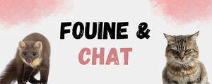Fouine et Chat
