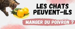 Les chats peuvent-ils manger du poivron ?