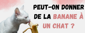 Peut-on donner de la banane à un chat ?