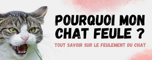 chat qui feule