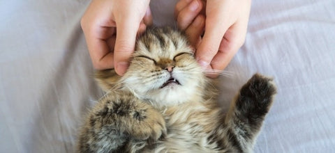 Chat avec les oreilles chaudes