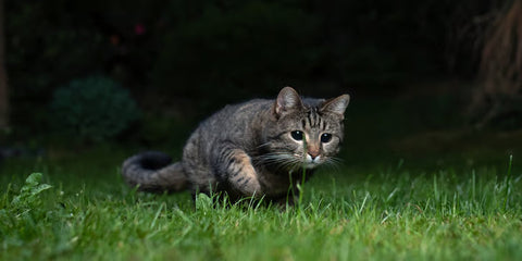 Est-ce que les chats voient dans le noir ?