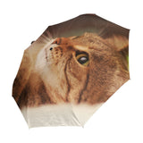 Parapluie Chat Allongé