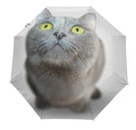 Parapluie Chat Curieux